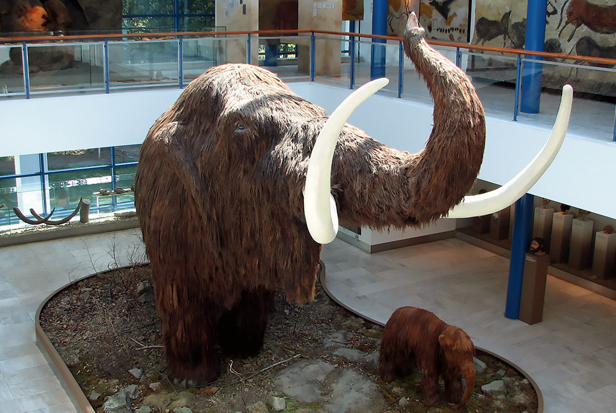 Моравский музей, экспонат мамонта